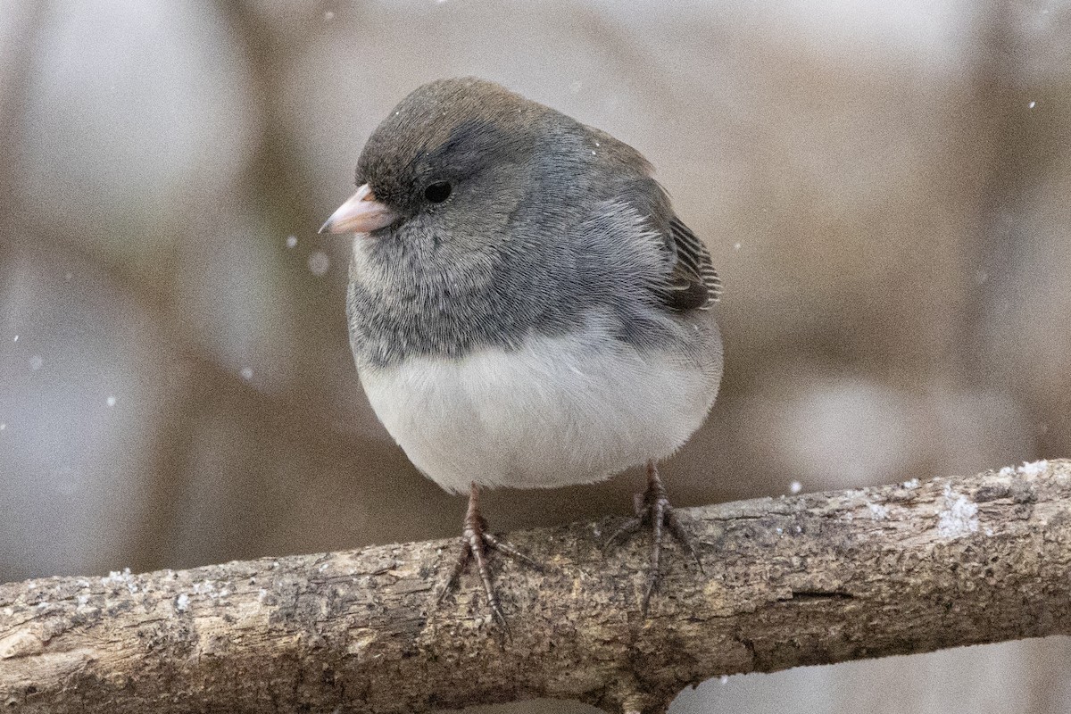 Junco ardoisé (hyemalis/carolinensis) - ML646410324