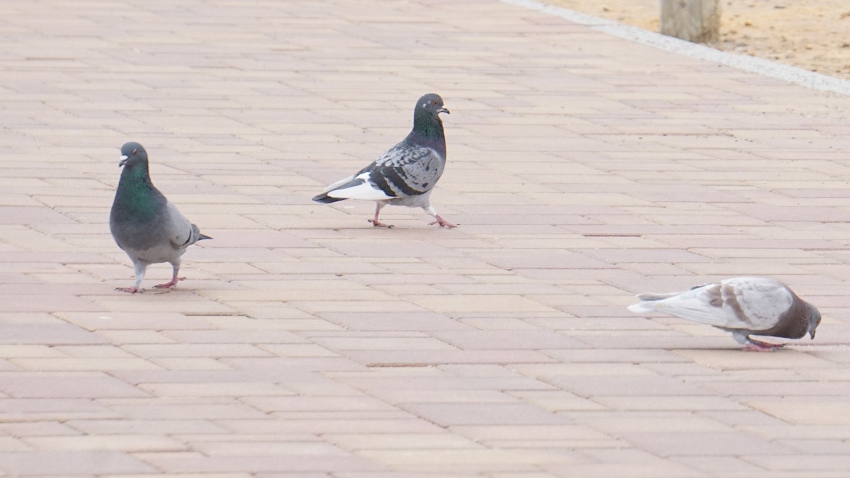 Pigeon biset (forme domestique) - ML646410325