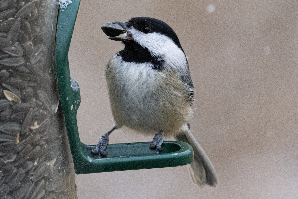 Mésange de Caroline - ML646410326