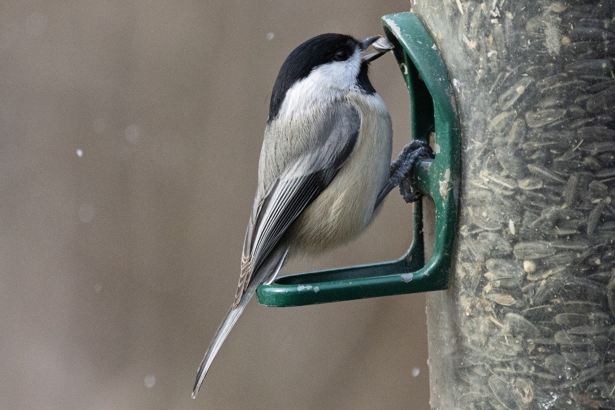 Mésange de Caroline - ML646410327