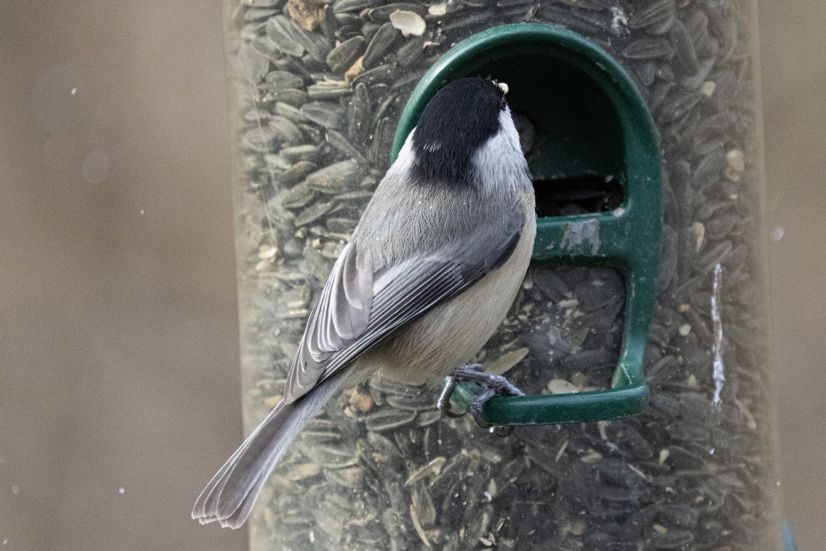 Mésange de Caroline - ML646410328