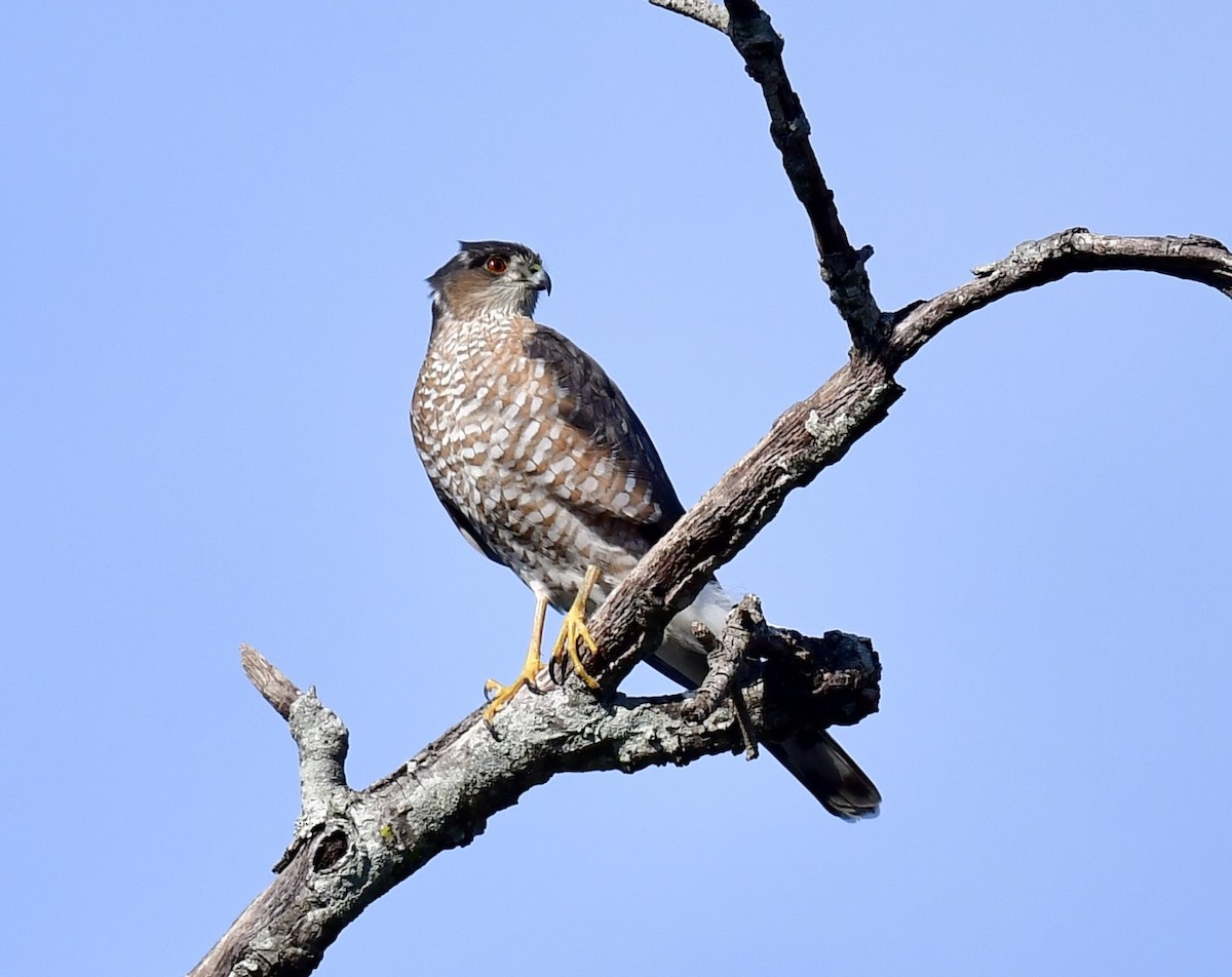 Épervier de Cooper - ML646410329