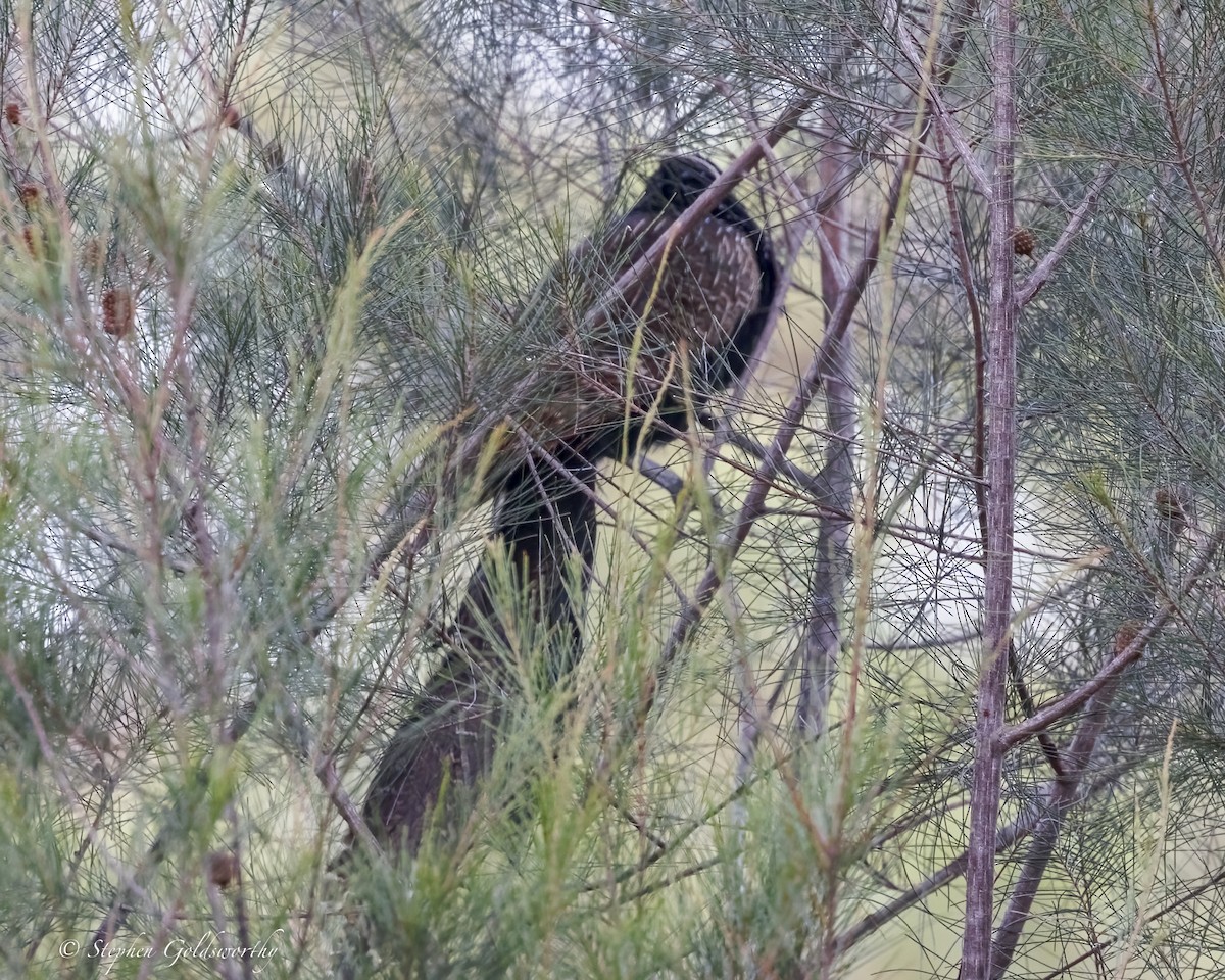 Coucal faisan (groupe phasianinus) - ML646410330