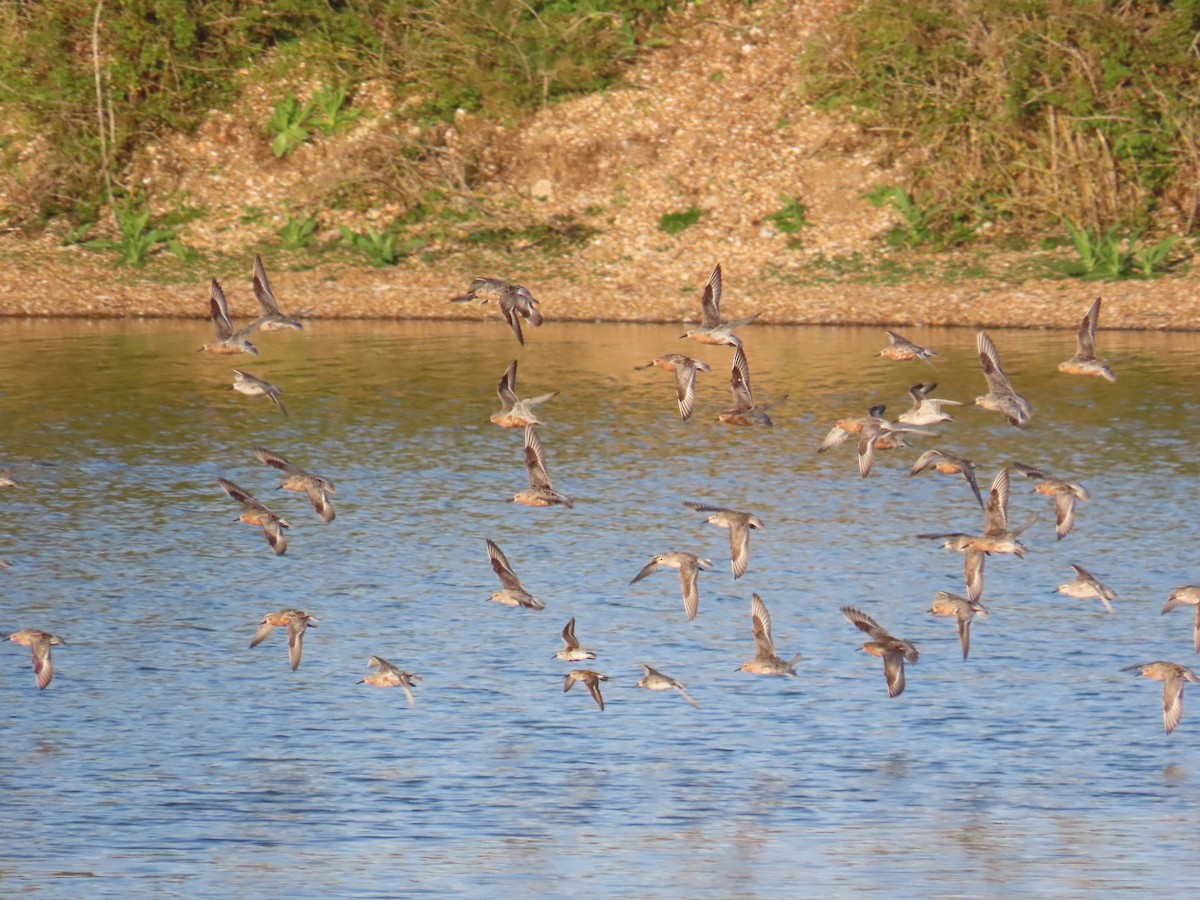 Bécasseau maubèche - ML646410331