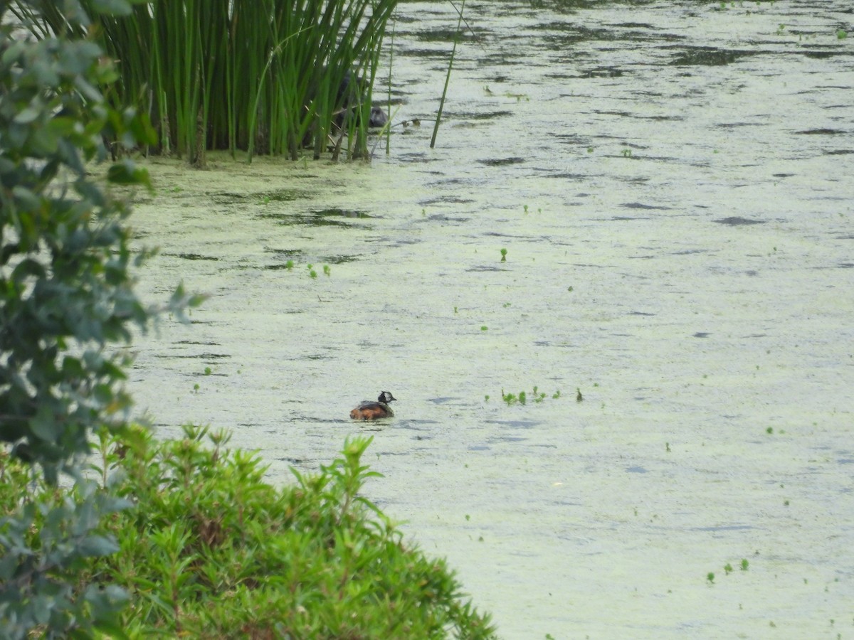 Grèbe de Rolland - ML646410333