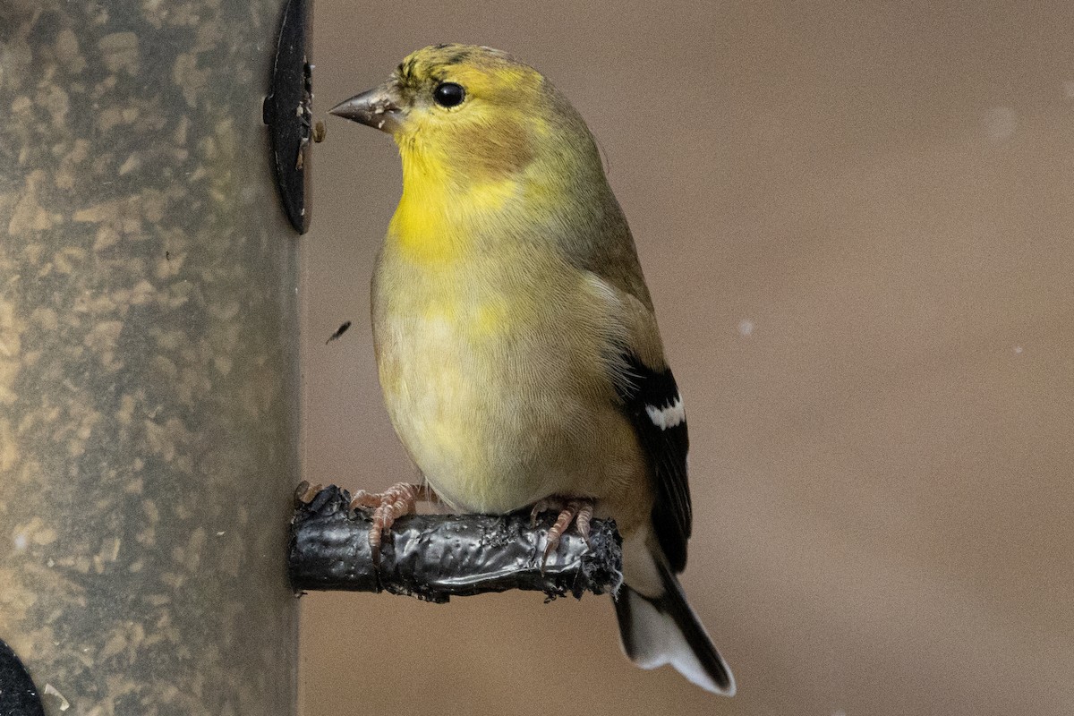 Chardonneret jaune - ML646410334