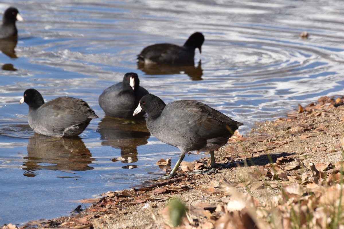 Foulque d'Amérique - ML646410337