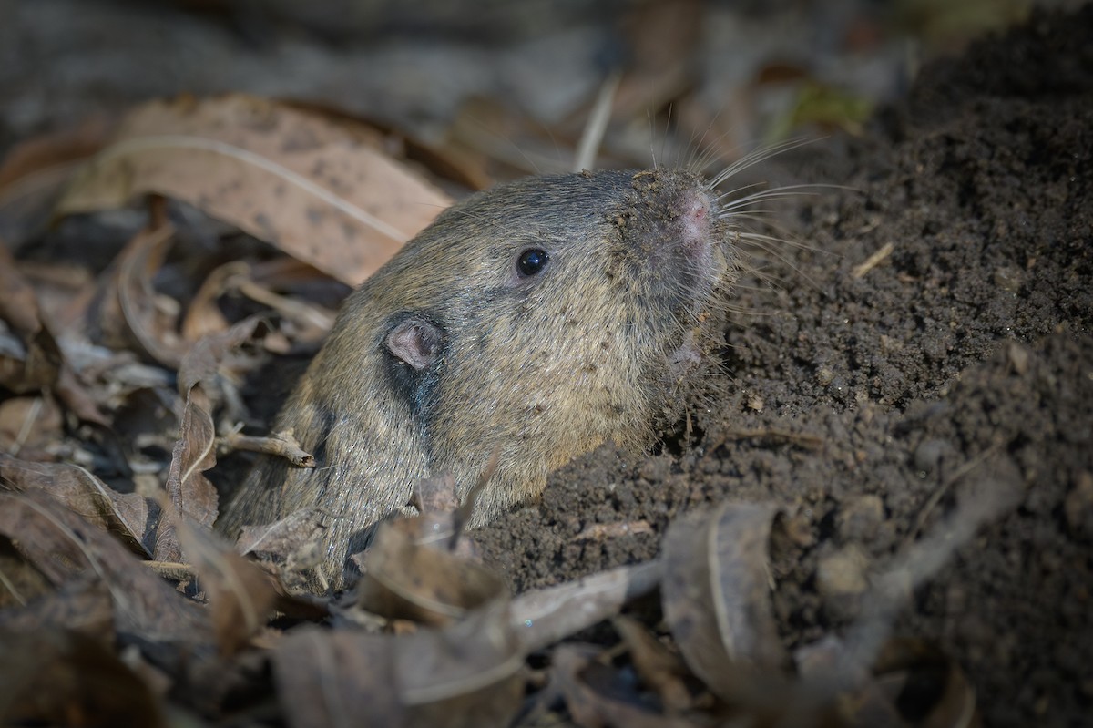 Mammals - ML646410338