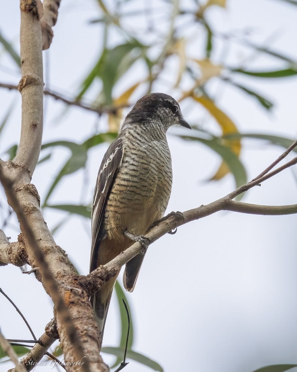 Échenilleur varié - ML646410339