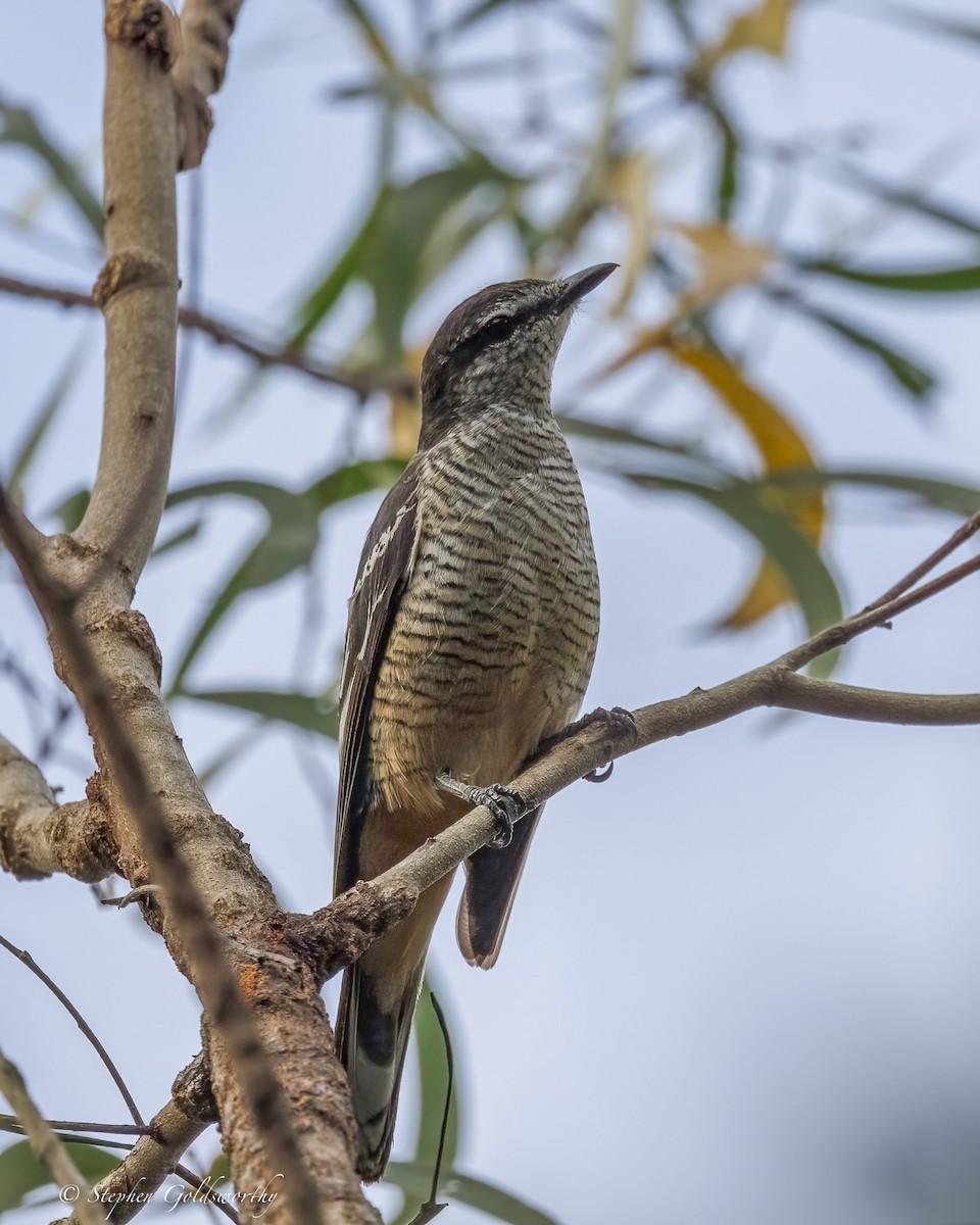 Échenilleur varié - ML646410340