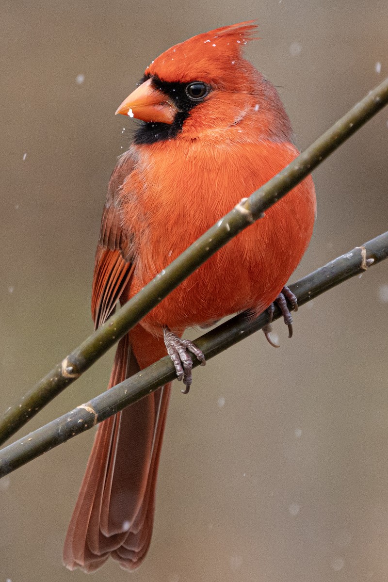 Cardinal rouge - ML646410341