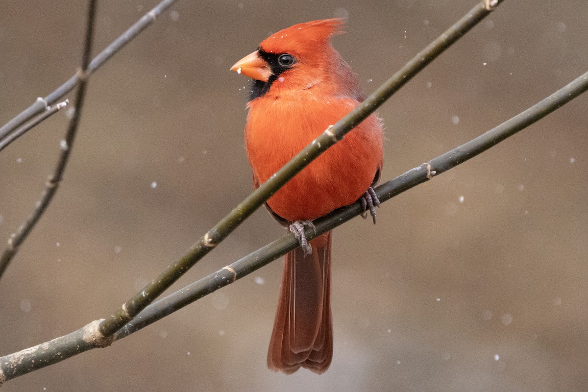 Cardinal rouge - ML646410342