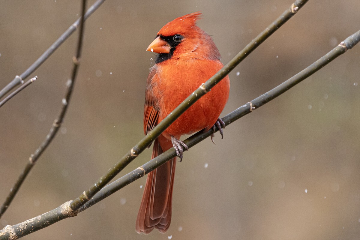 Cardinal rouge - ML646410343