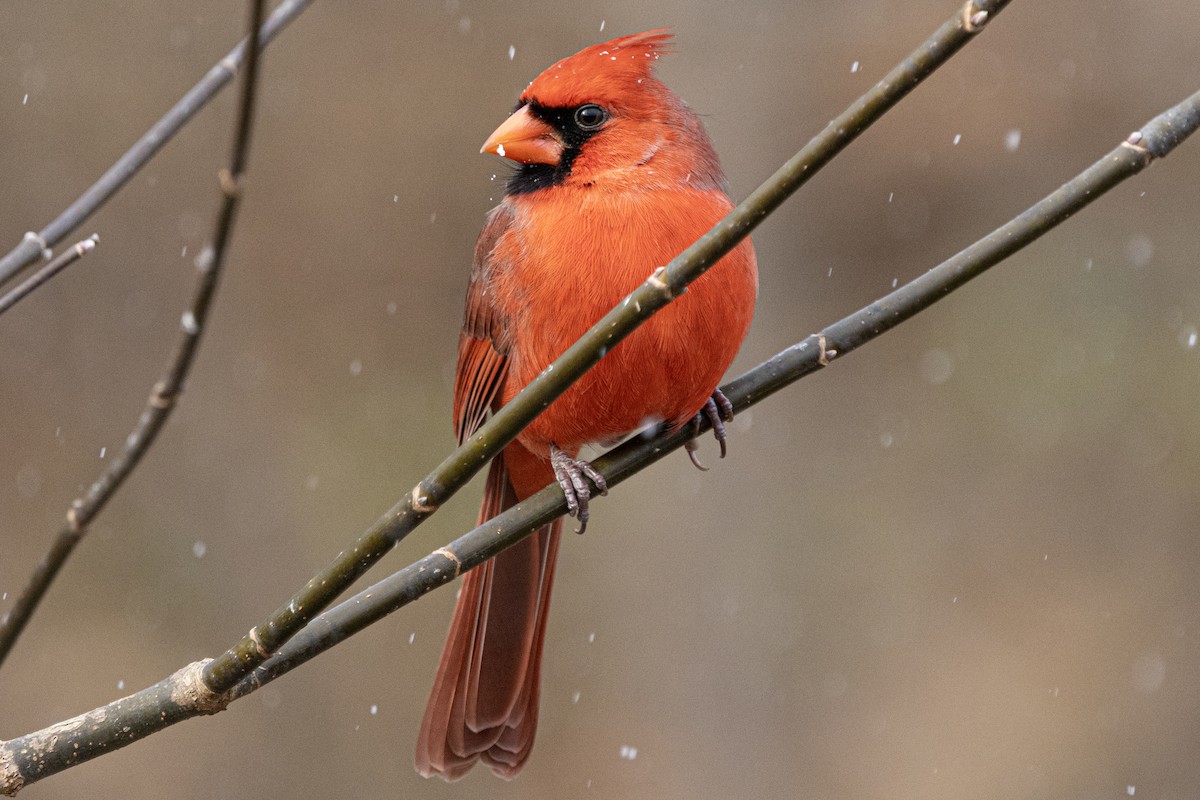 Cardinal rouge - ML646410344