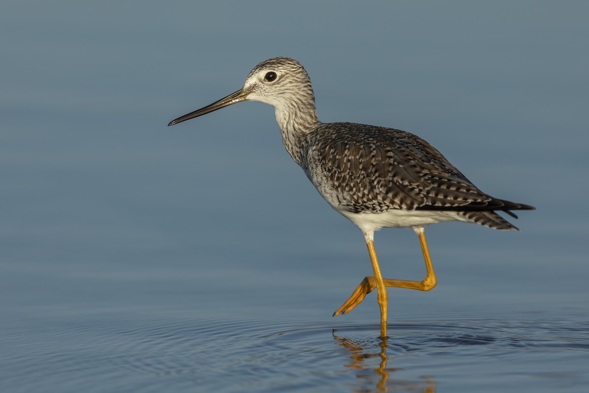Greater Yellowlegs - ML646410346