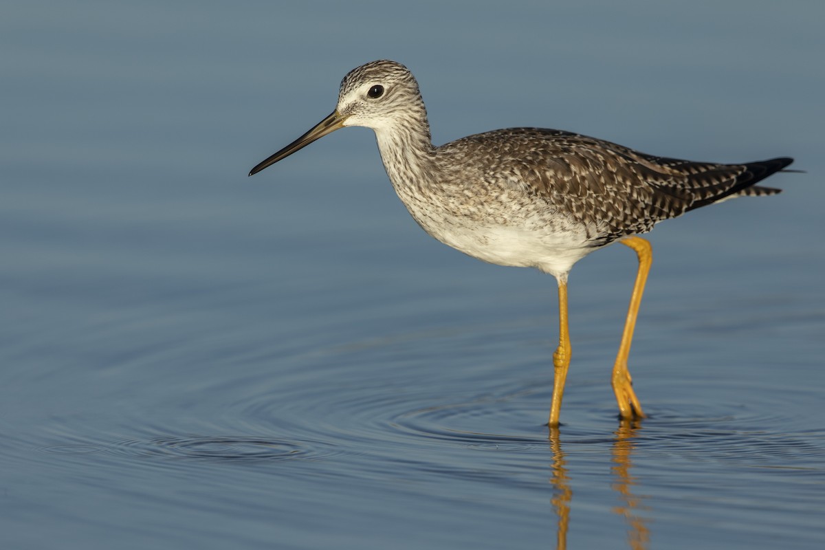 Greater Yellowlegs - ML646410347