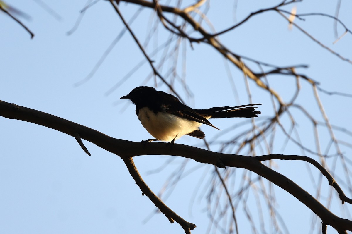 Віялохвістка чорноряба - ML646410348