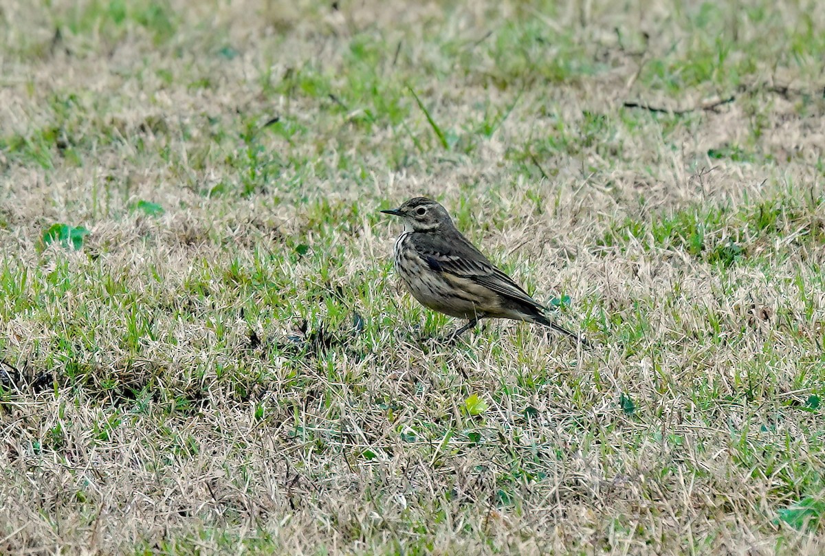 Amerika İncirkuşu - ML646410350