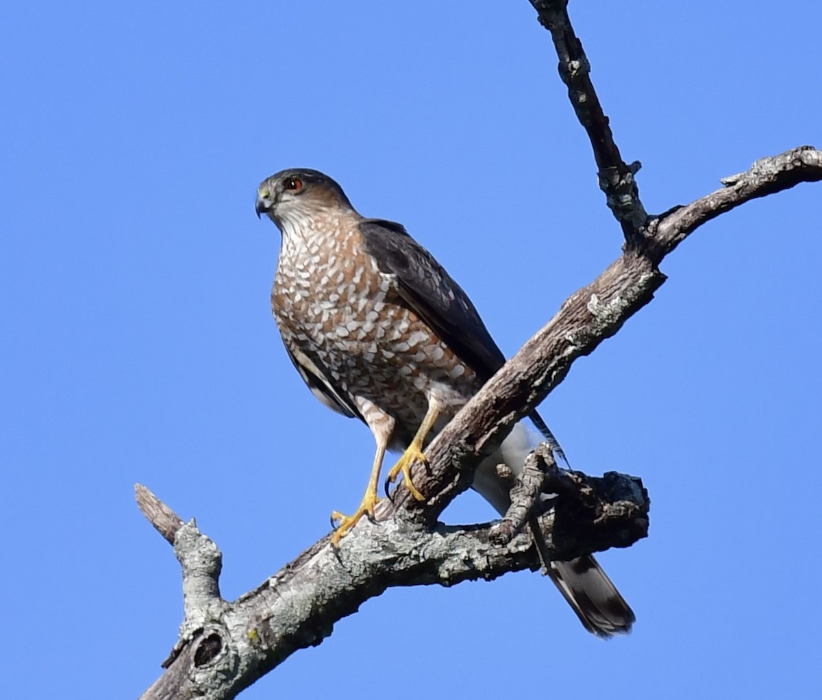 Sharp-shinned Hawk - ML646410356