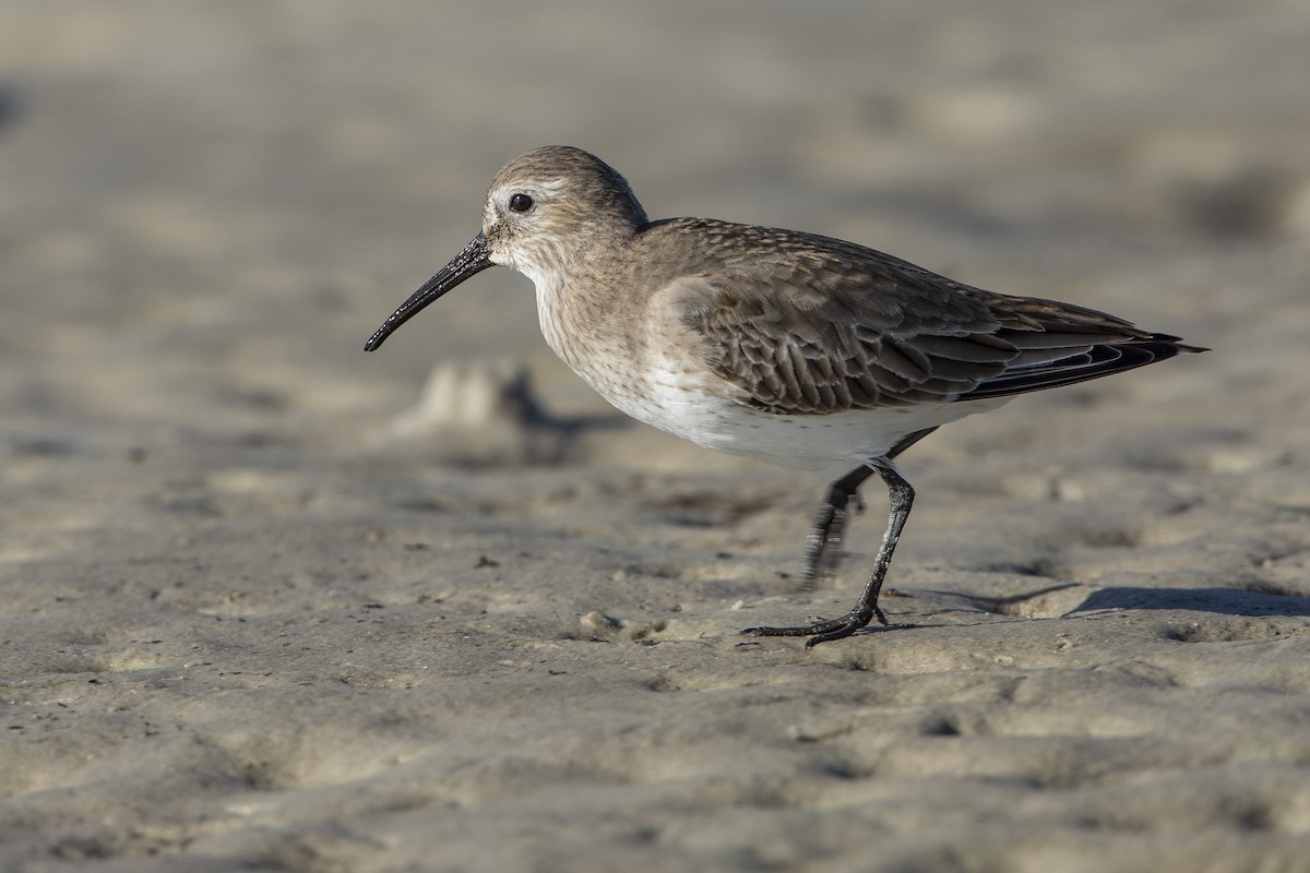 黑腹濱鷸 - ML646410357