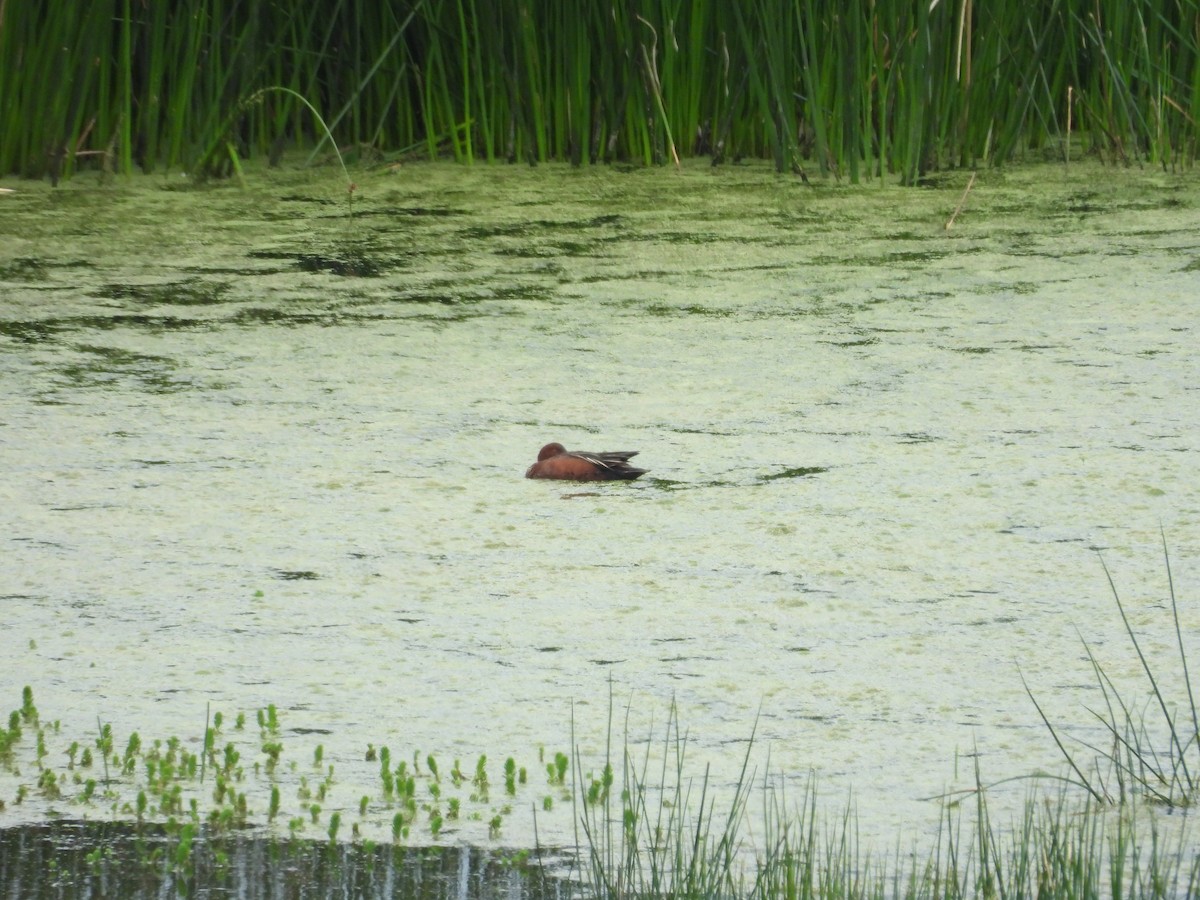 čírka skořicová - ML646410358