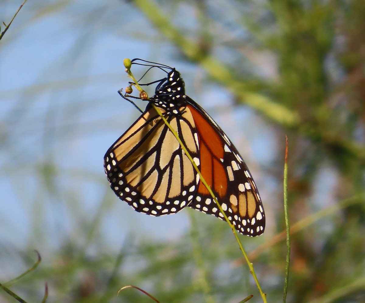 Monarch - ML646410359