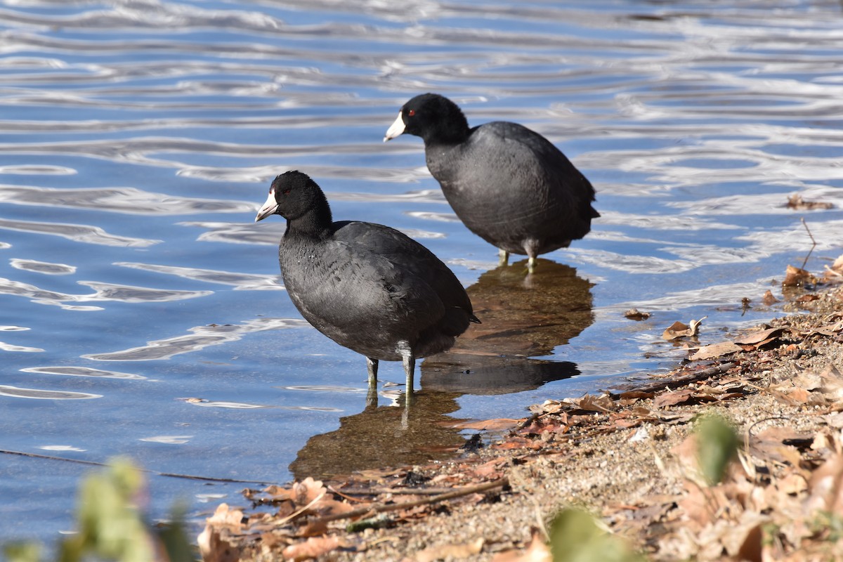 American Coot - ML646410360