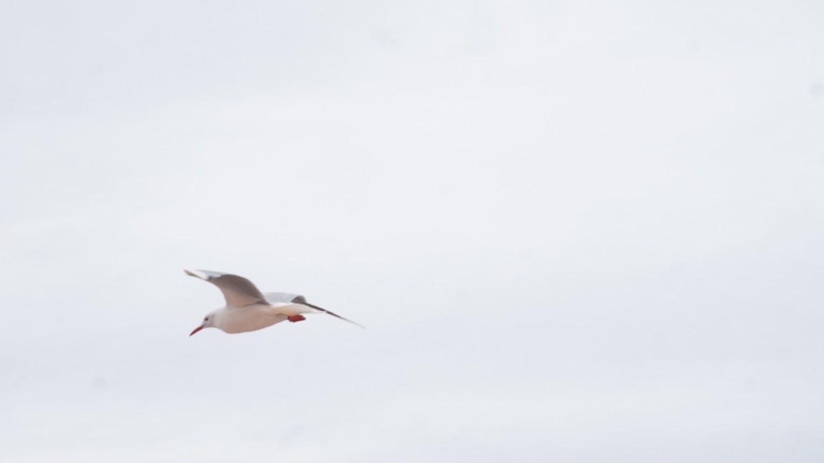 Мартин тонкодзьобий - ML646410361