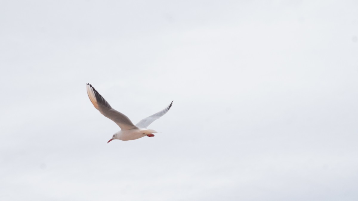 Морской голубок - ML646410362