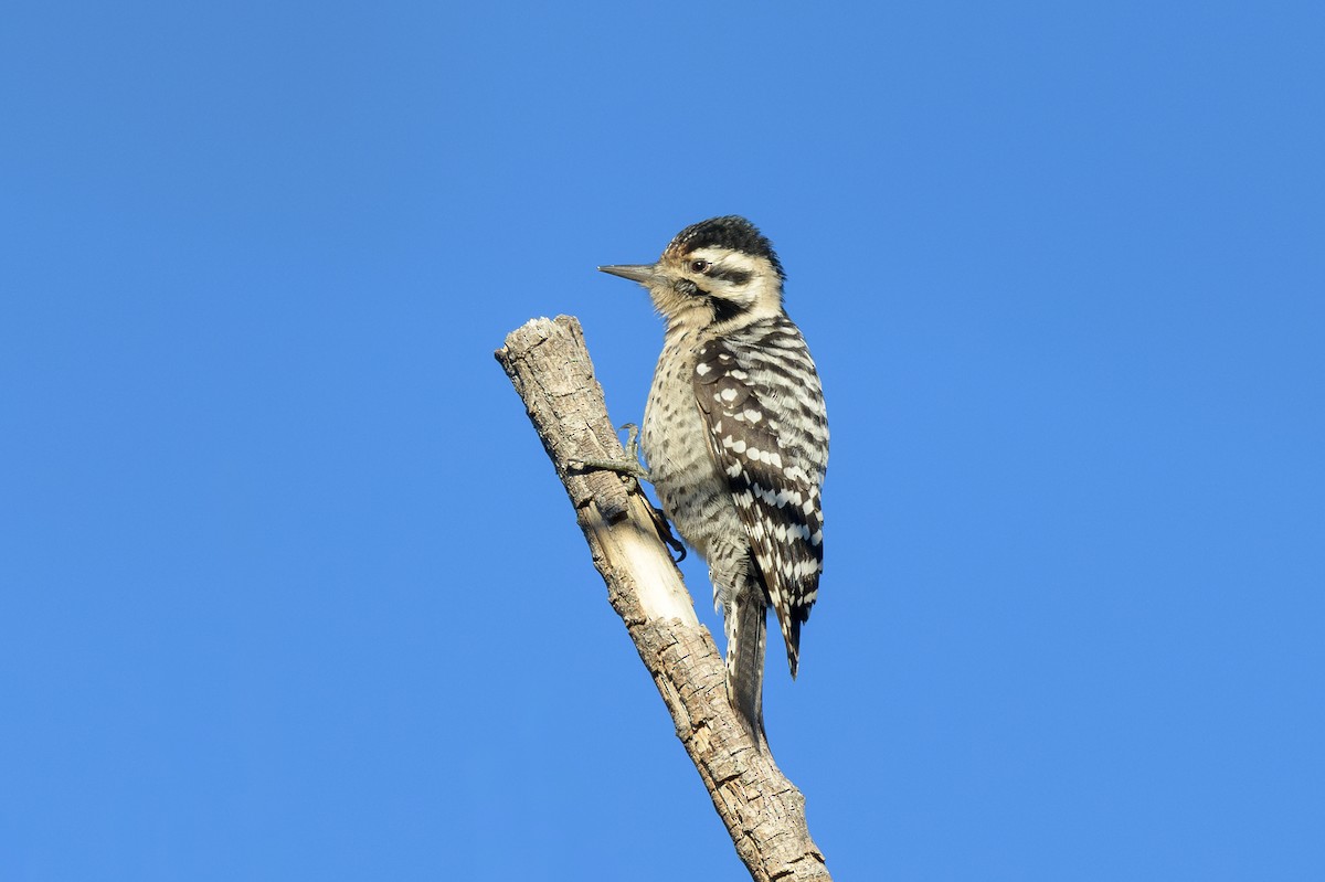 Ladder-backed Woodpecker - ML646410363