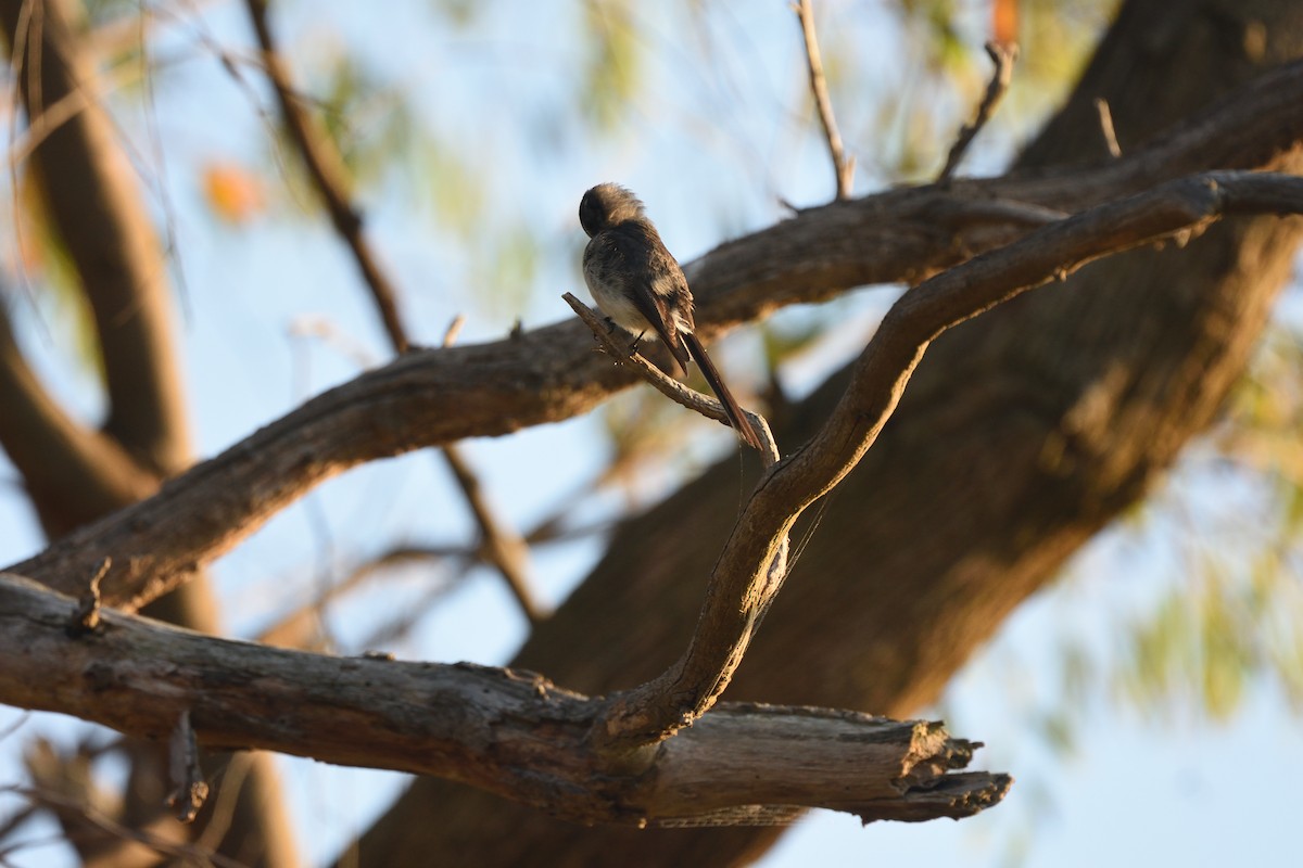 Віялохвістка сиза - ML646410364