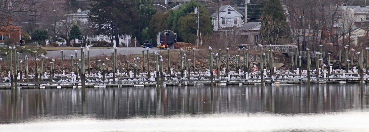 Ring-billed Gull - ML646410365