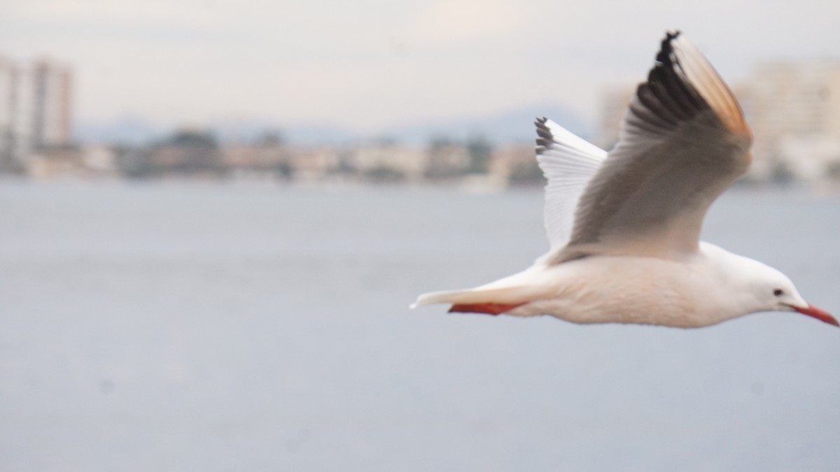 Мартин тонкодзьобий - ML646410366