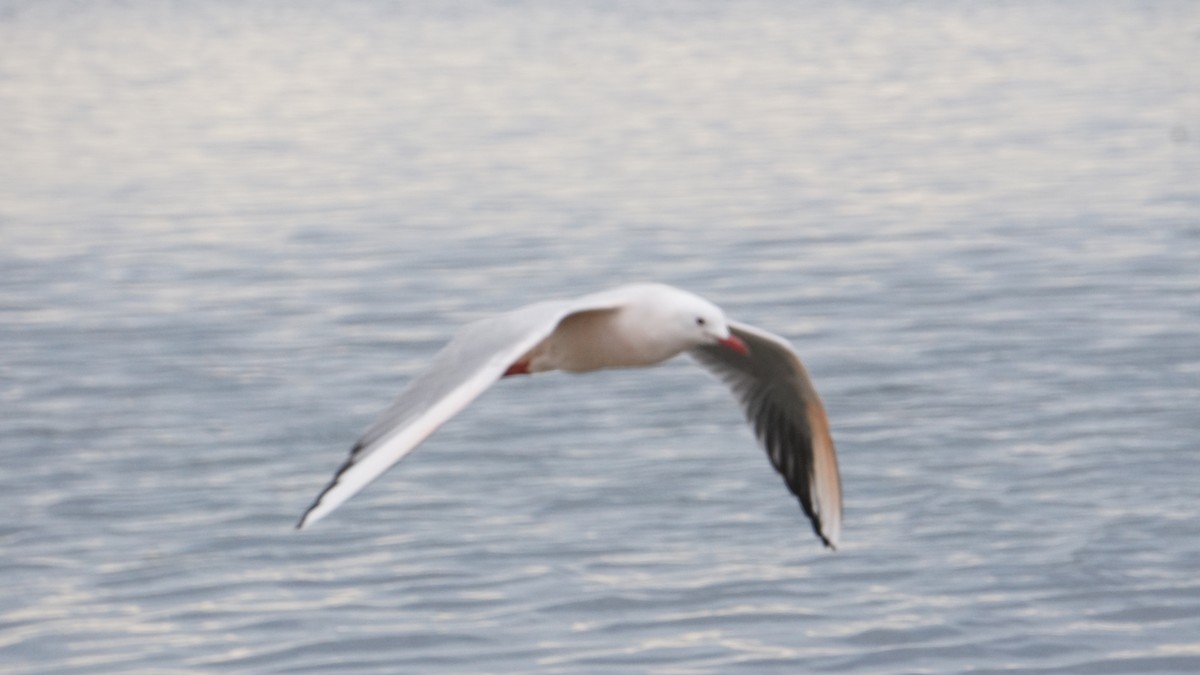 Мартин тонкодзьобий - ML646410367