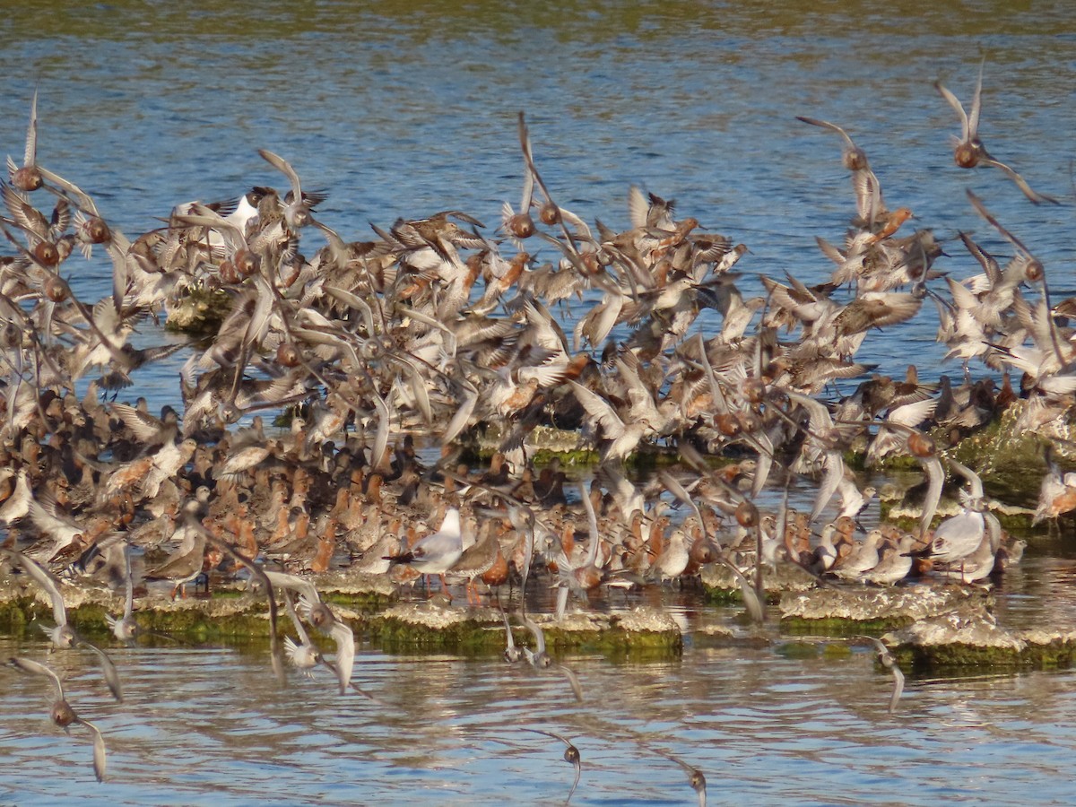 Побережник ісландський - ML646410368