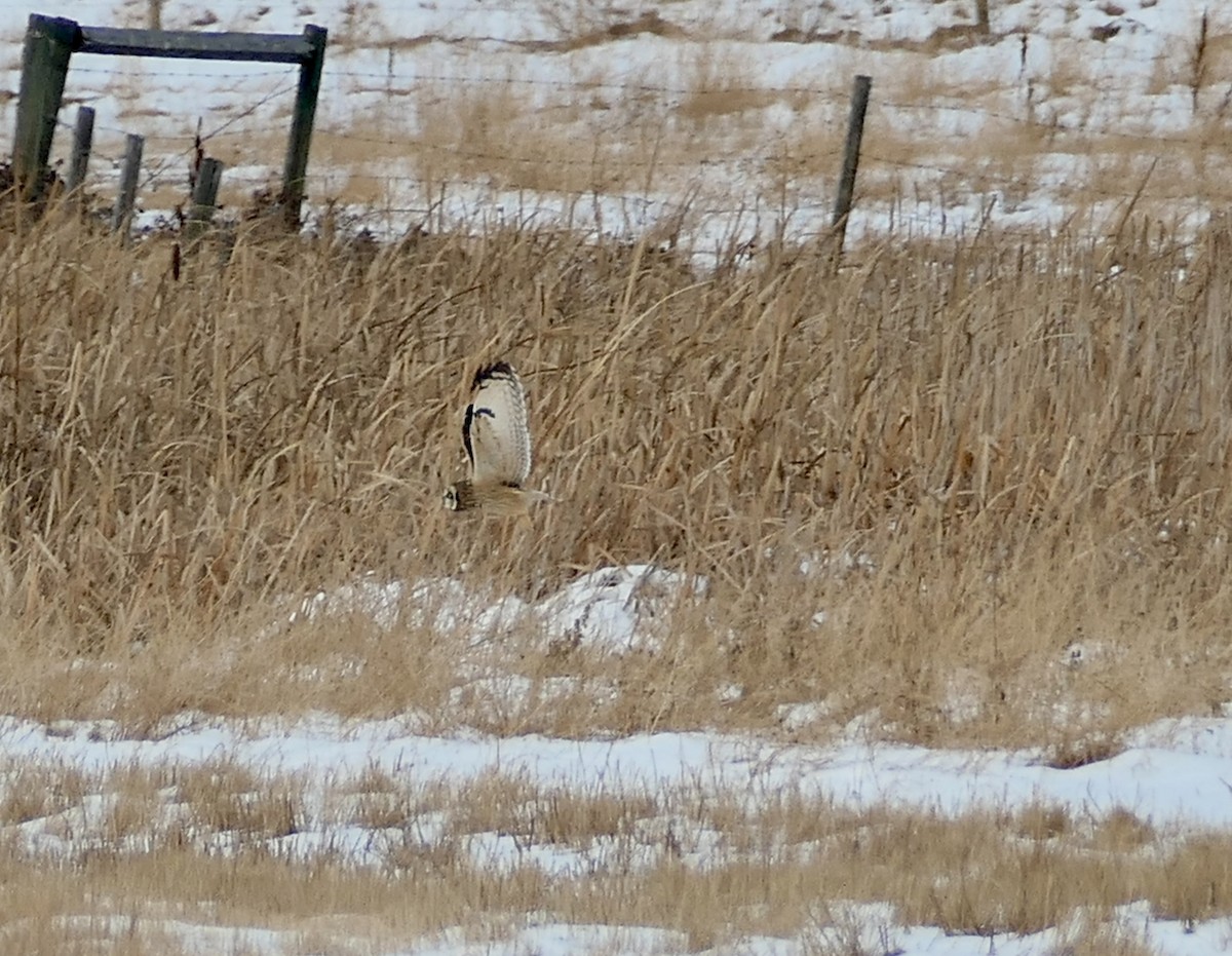 Gufo di palude - ML646410369