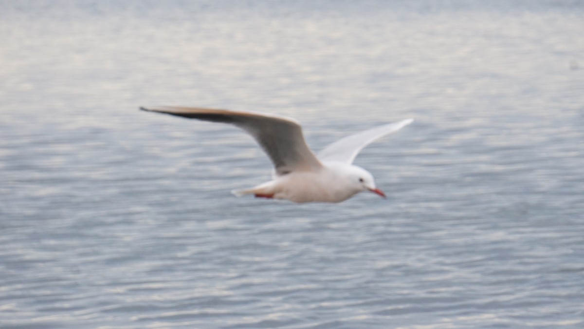 Мартин тонкодзьобий - ML646410371