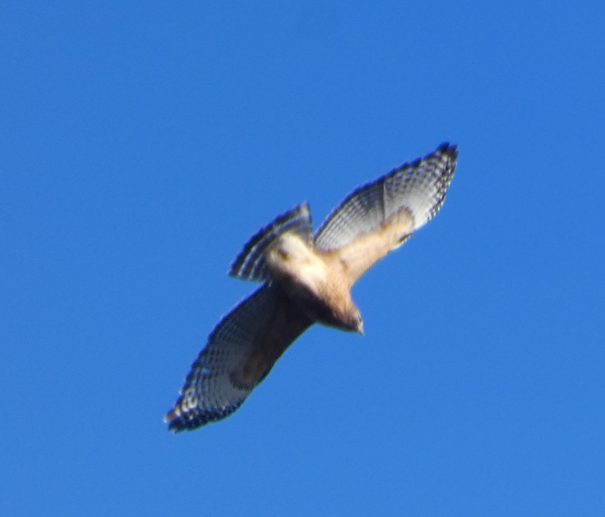 Red-shouldered Hawk - ML646410374