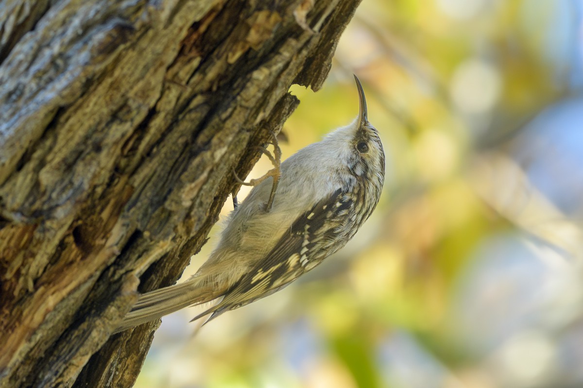 Brown Creeper - ML646410377