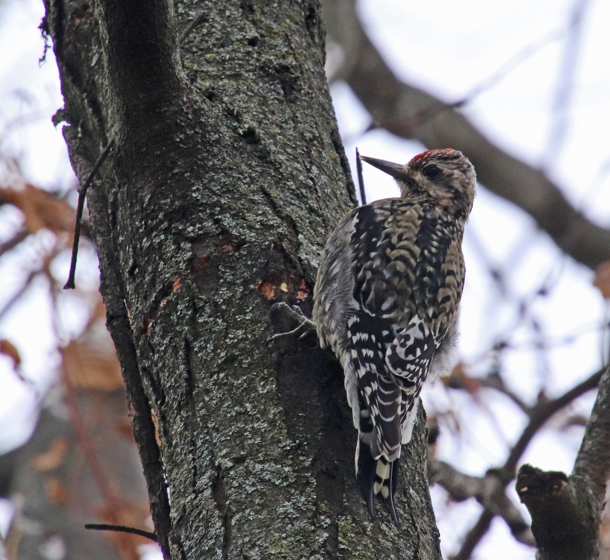 Yellow-bellied Sapsucker - ML646410379