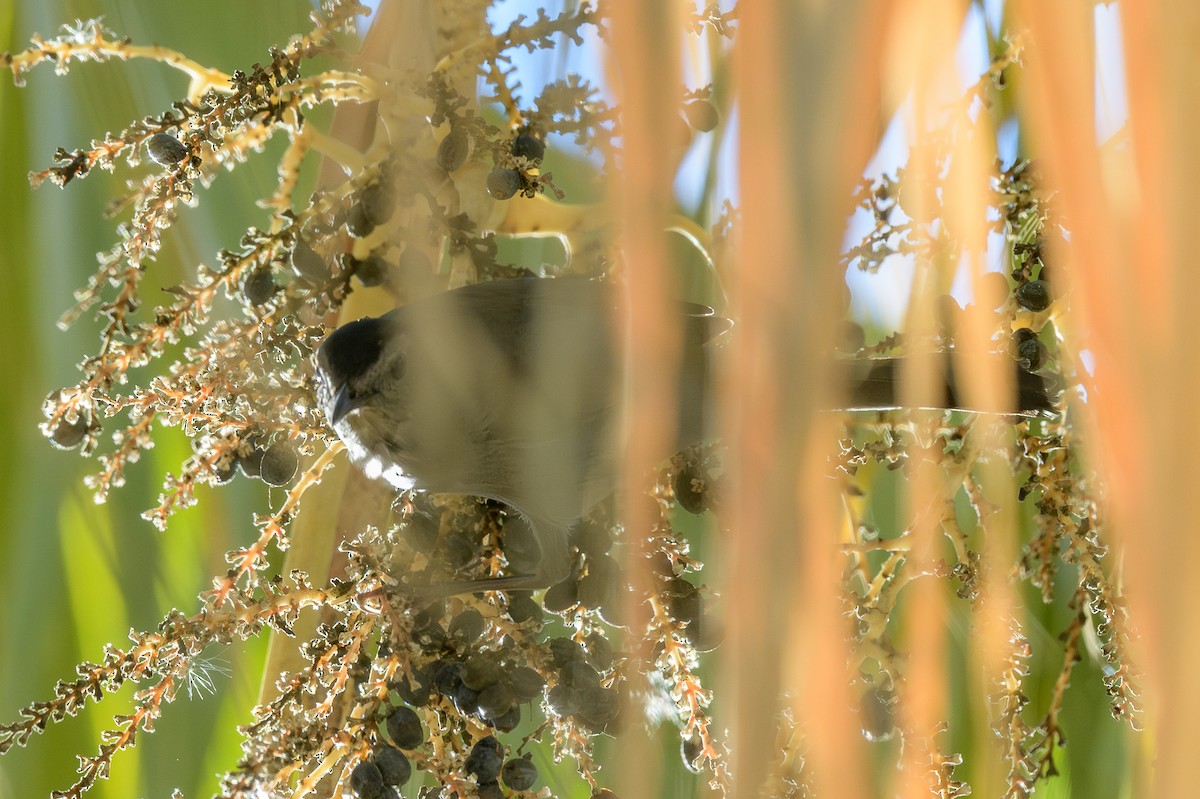 Gray Catbird - ML646410380