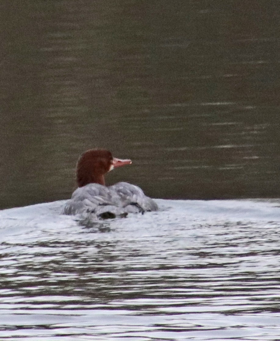 川秋沙 - ML646410395