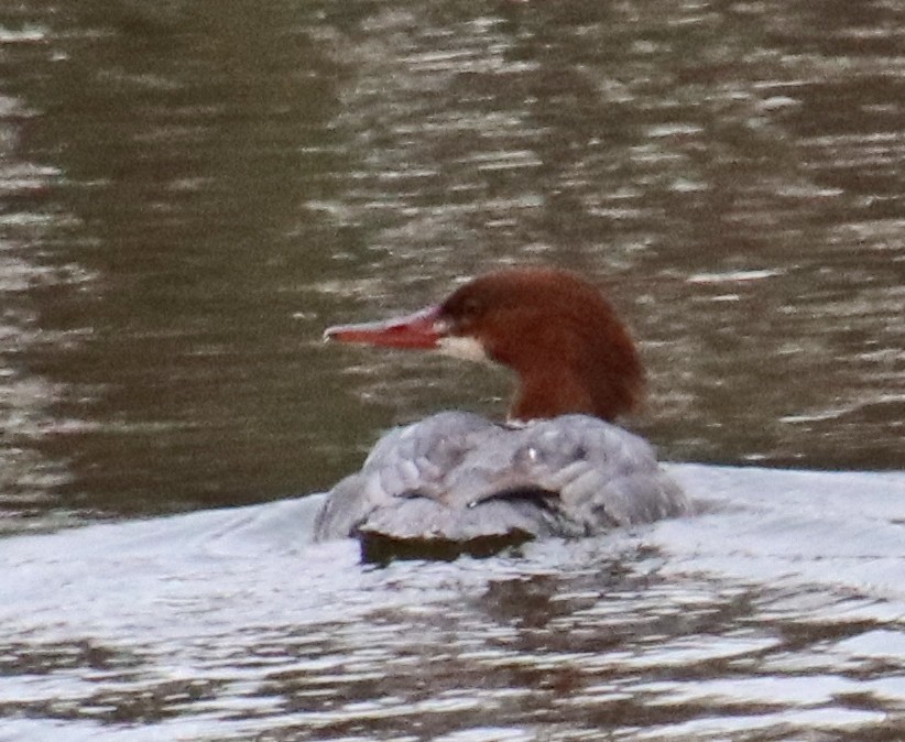 川秋沙 - ML646410396