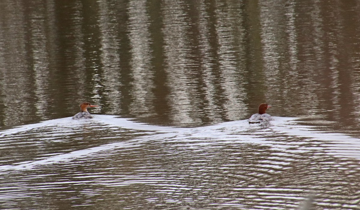 川秋沙 - ML646410397