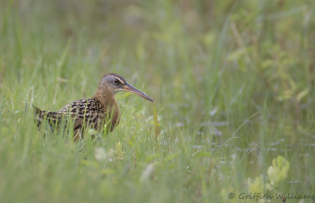 King Rail - ML646410401