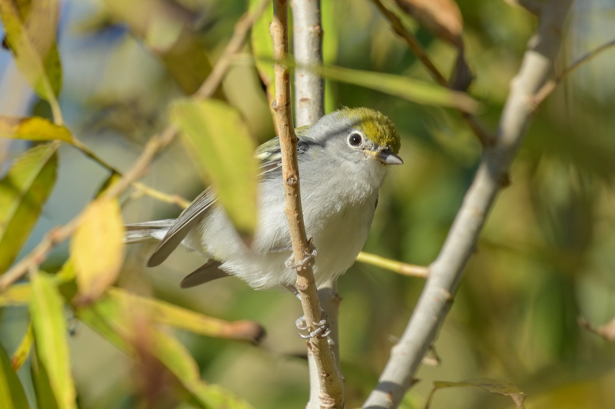 ワキチャアメリカムシクイ - ML646410416