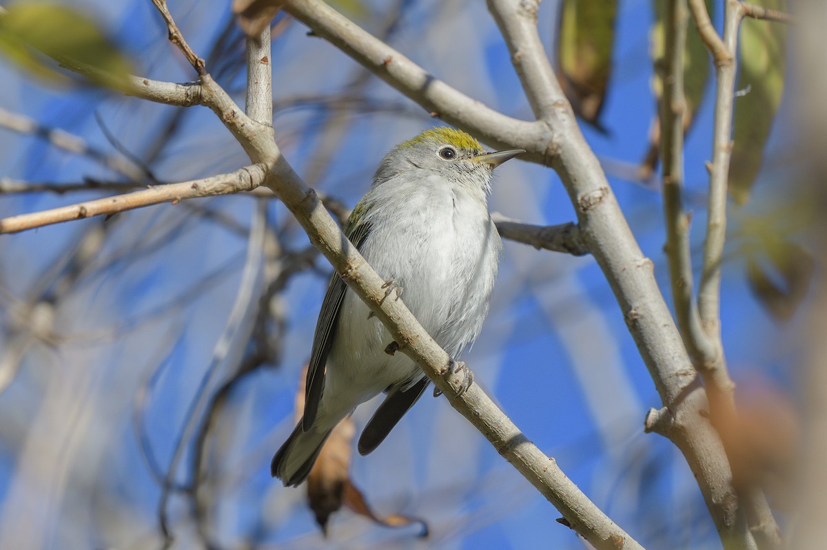 ワキチャアメリカムシクイ - ML646410417