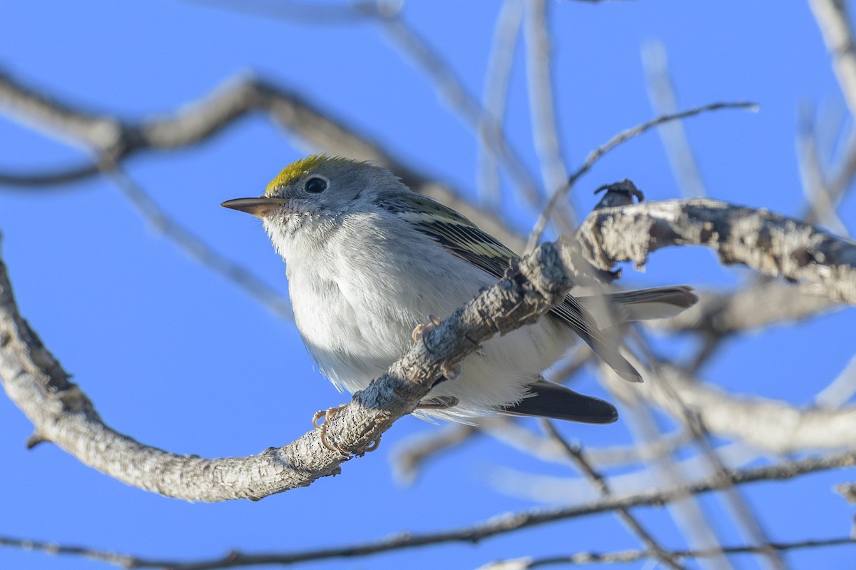 ワキチャアメリカムシクイ - ML646410418