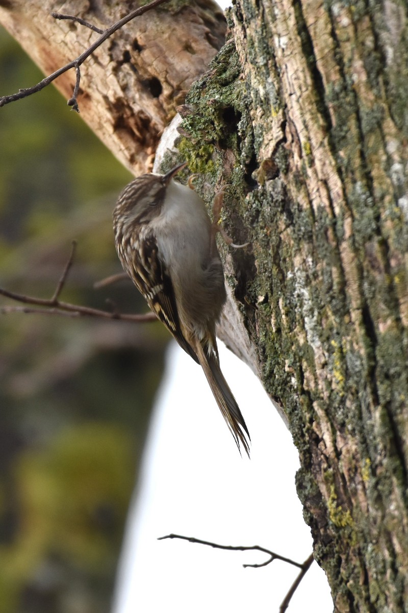 Short-toed Treecreeper - ML646410419
