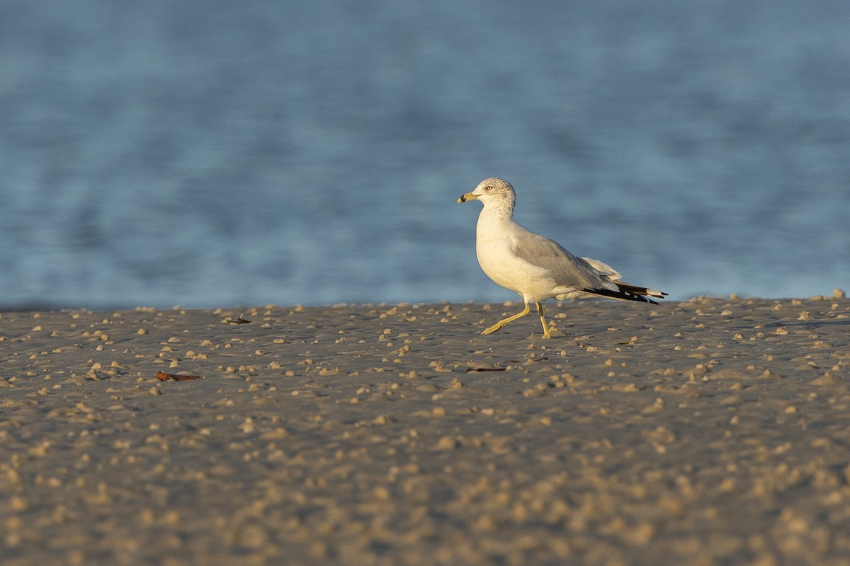 Ring-billed Gull - ML646410420